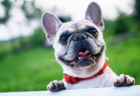 10 Most Profitable Dogs to Breed and Sell