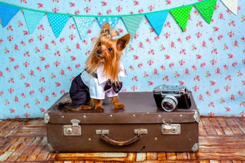 10 Best Selling Pet Products in America