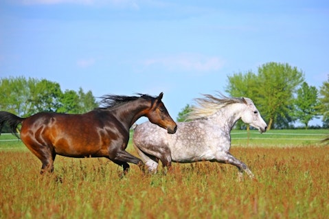 10 Countries That Have The Most Horses In The World