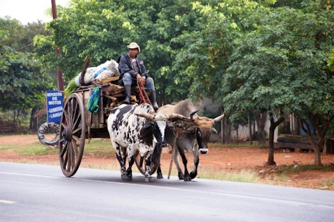 Man in ox cart