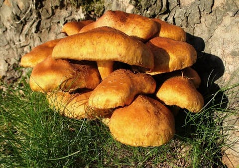 10 Most Profitable Gourmet Mushrooms to Grow