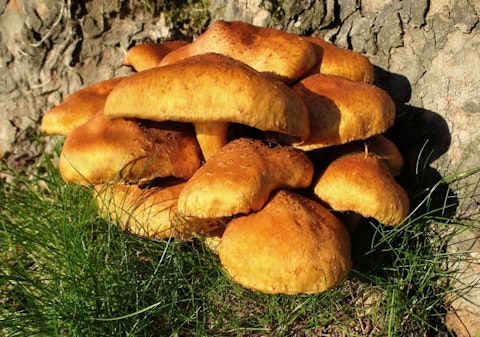 10 Most Profitable Gourmet Mushrooms to Grow