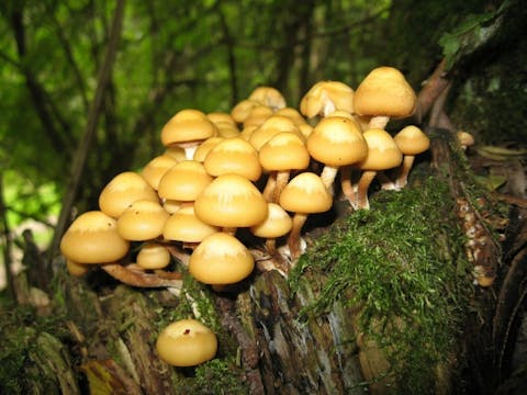 10 Most Profitable Gourmet Mushrooms to Grow