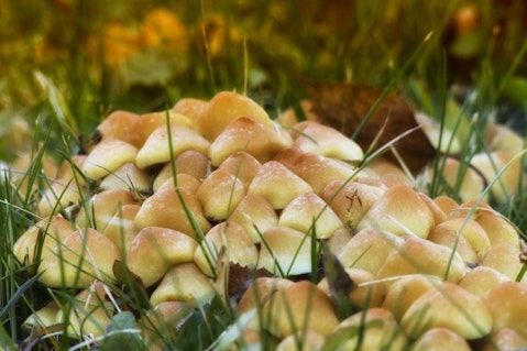 10 Most Profitable Gourmet Mushrooms to Grow