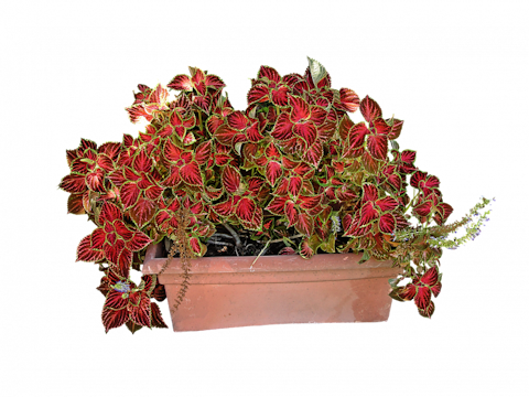 Easiest Indoor Plants to Grow From Seed