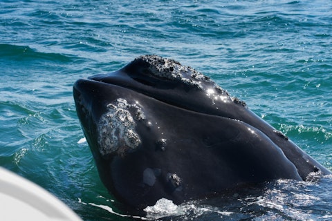 16 Biggest Animals in the World Found Alive