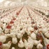 5 Biggest Poultry Companies in the World