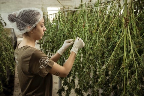 Cannabis, Medicine, Plant