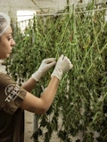 15 Most Valuable Weed Companies in the World