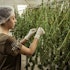 5 Medical Marijuana Stocks to Buy Now