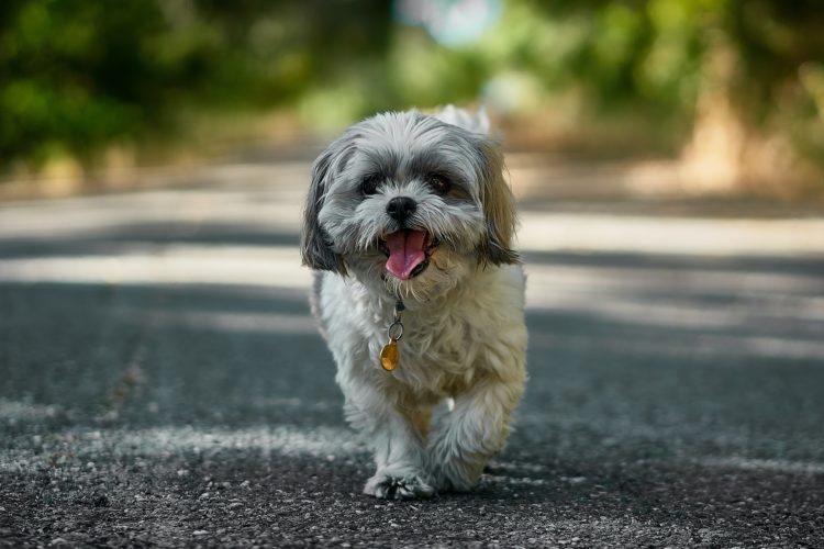 Best dog for top shih tzu