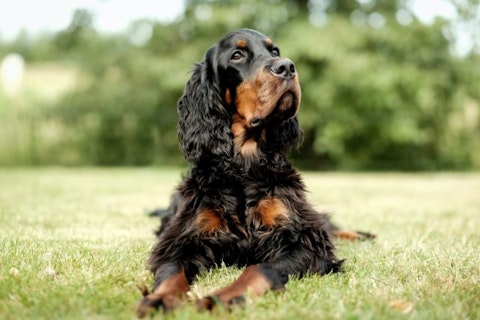 Cocker Spaniel, Dog