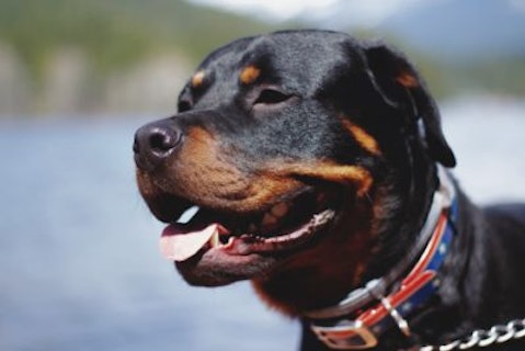 30 Most Owned Dog Breeds in America