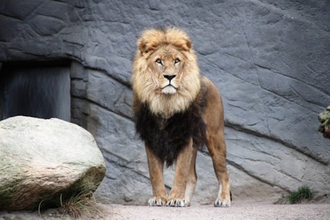 Animals, Lion