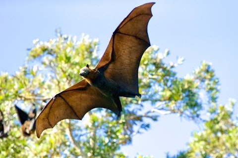 Bat, Flying