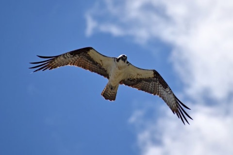 Peregrine Falcon, Flying