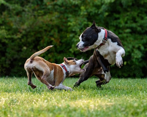 25 Most Aggressive Dog Breeds in America