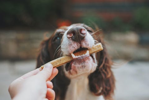 Is Chewy Inc. (CHWY) The Best Pet Stock To Invest In According To Analysts?