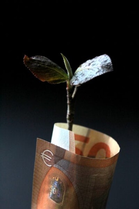 Plant, money, euro