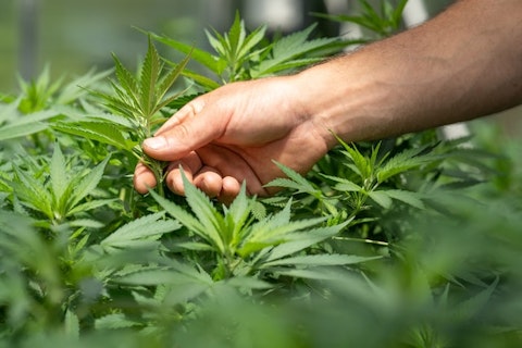 Cannabis, Medicine, Plant