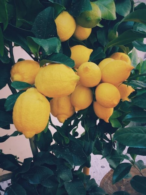 Plant, Citrus, Lemon