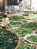 12 Countries that Produce the Best Tea in the World