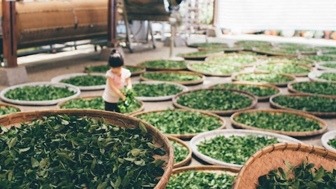 Countries that Produce the Best Tea in the World