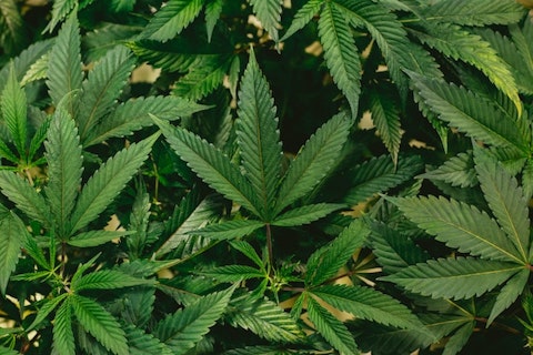 Cannabis, vegetation, plants