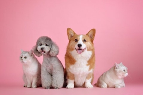 20 Most Popular Pets In The US