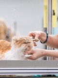 15 Highest Paying Countries for Veterinarians