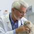 Zoetis (ZTS) Fell on Slower Veterinary Visits