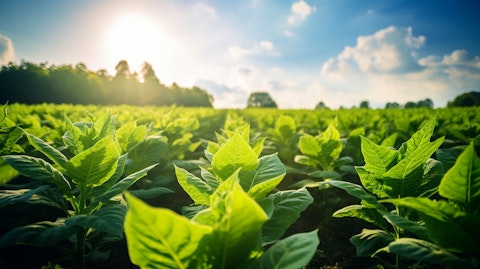 A field of tobacco plants growing in bright sunshine.