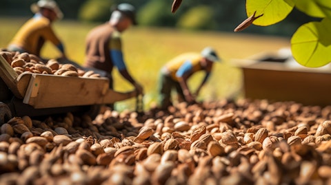 A farmer with a team of workers harvesting fresh nuts on a tree-dotted field.