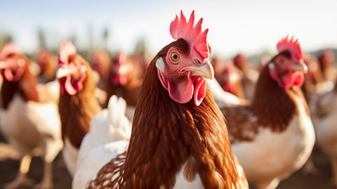 A flock of pasture-raised chickens outdoors in their natural habitat.