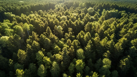 Aerial view of a timberland with lush green trees and sunlight filtering through the branches.