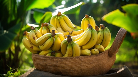 A close-up of freshly picked bananas in a basket, surrounded by a lush tropical forest.