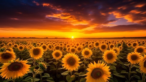 A large field of sunflowers under bright agricultural lighting.