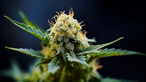 A close-up of a cannabis flower bud in its natural state with a shallow depth of field.