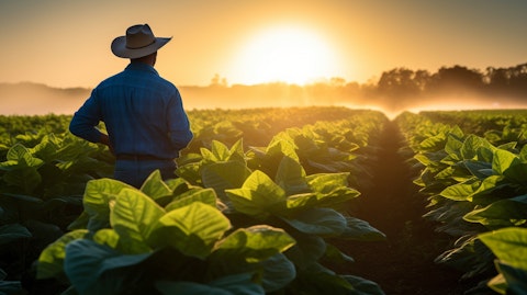 A farmer surveying a field of tobacco plants in the late evening sun.
