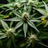 10 Best Cannabis Stocks to Buy According to Billionaires