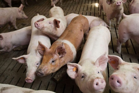 Top 20 Countries with the Highest Pork Consumption